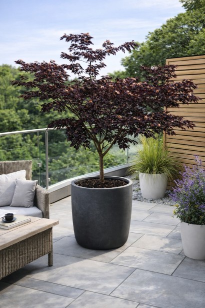 Спляче дерево Саммер Чоколайт контейнерне озеленення